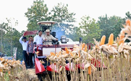 Perkuat Ketahanan Pangan Nasional, Presiden Prabowo Turun Langsung Panen Jagung di Tuban